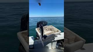 Fishing at Philip Island 