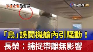 「鳥」誤闖機艙內引騷動！ 長榮：捕捉帶離無影響