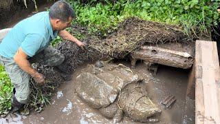 把30斤的鳄龟和鱼混养在一起，一年后放干水一看，结果真是惊喜