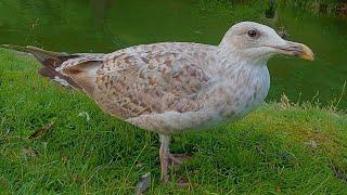 Hand Feeding Oats to the Adolescent European Herring Gull [4K] Ouch, Ouch, Ouch!