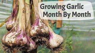 How To Grow Garlic (Part 2) Month By Month On A UK Allotment