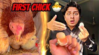 First chick  nikal deya kurak murghi ne