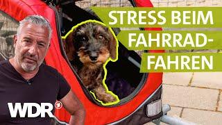 Fahrradanhänger für Hund: So fahren selbst sture Hunde mit | Hunde verstehen | S06/E02 | WDR