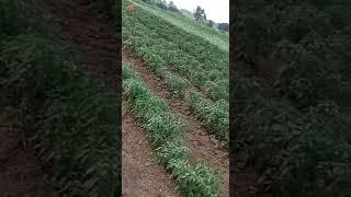 #youtubeshort #viralvideo #santkrupa