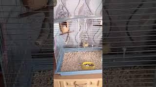 Огляд другої пари амадин️ #птахи #bigcage #pets #zebrafinch