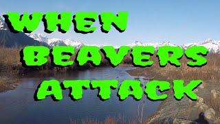 239 Attack Beavers - What you don't know could kill you