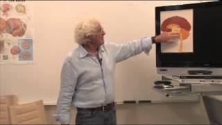 Janov Lecture Excerpt YouTUBE