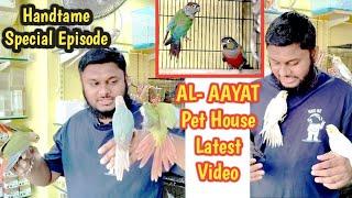 Beautiful Handtame Birds Latest Collection In AL-AAYAT Pet House Ahmedabad || Cockatiel Conure, Bird