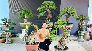 Trần Thi 22/11 nhiều mã giảm giá cho Lô Bonsai Đẹp, Đa Dạng đủ dáng thế  #0338053191