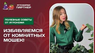 ЭФФЕКТИВНЫЕ МЕТОДЫ БОРЬБЫ С КОМНАТНЫМИ МОШКАМИ И ПРИЧИНЫ ИХ ПОЯВЛЕНИЯ