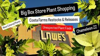 Big Box Store Plant Shopping Lowe's Costa Farms Restock and Plant Release Chameleon ZZ Houseplants