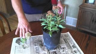 Propagating Sedum Plants