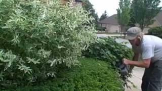 Kevin Masters Certified Arborist- Hedge and shrub shaping