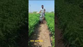 Power weeder | Small tiller | Mirchi filed | chilli | Mirapa