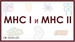 Главный комплекс гистосовместимости - MHC 1 и 2 - что такое, функции, строение, механизм презентации