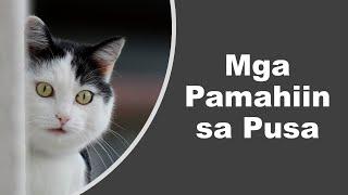 13 Mga Pamahiin at Paniniwala Tungkol sa mga Pusa