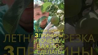#летняяобрезкадеревьев #какделатьобрезкудеревьев #обрезкасадалетом #садлето #садоводство #обрезкасад