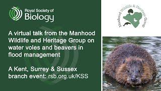Water voles & beavers in flood management | Royal Society of Biology Kent  Surrey and Sussex branch