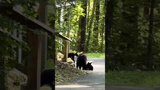 Baby bear jumps on Mom's back, North Georgia