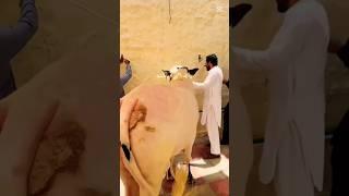 Mashallah  #cow # Shuraim Abid hussain