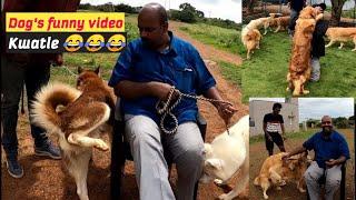 Dogs funny videos | Kannada YouTube bloopers | Funny dog video | kwatle kumar | Kannada Vlogs