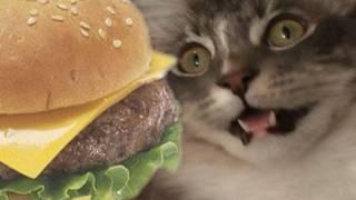 Funny cats can haz cheezburger?