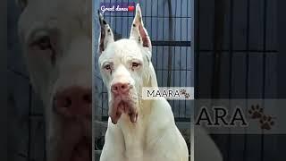 #greatdane boys #shorts #crazydogs#Pollo #Danii #Sulthaan #Hitler #maara #bs #veera #mozaad