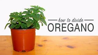 How to Divide Oregano