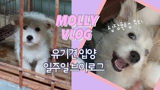 MOLLY l 새로운 가족 서로가 낯선 일주일, 유기견 입양 브이로그