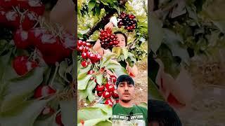 Unbelievable Fruits from China That Will Shock You! #shorts #plants #farming