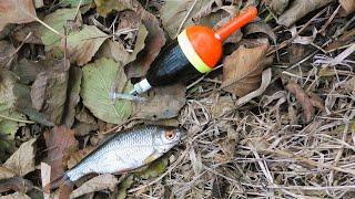 Fishing for Pike with Live Bait. Found Hungry Perch