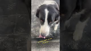 از عوارضی یا بیابون رد میشید حواستون به محبت به این خوشگلا باشه #توبی #pets #سگ #doglover #puppy