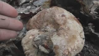 The mushroom Paxillus involutus, the brown roll rim, common roll rim, or poison pax, basidiomycete