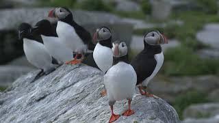 Seabirds of Machias Seal Island