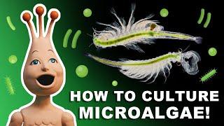 How to grow live microalgae to feed your Sea-Monkeys / Brine Shrimp