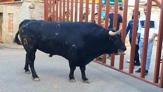  CUIDADO! ESTE TORO SE ACERCA MUCHO A LOS BARROTES