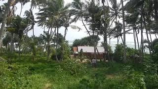 Sri Lanka,ශ්‍රී ලංකා,Ceylon,Mirissa Area Ocean View Coconut