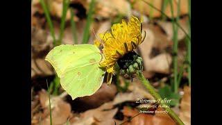 Unterwegs im Schönbuch - 04.05.2023 - On my way in the Schönbuch forests - Στο δρόμο στο Schönbuch