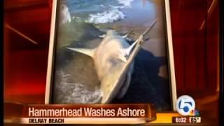 Hammerhead Washes Ashore