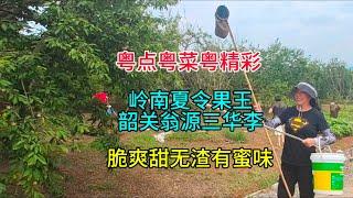 粤点粤菜粤精彩，岭南夏令果王韶关翁源三华李，脆爽甜无渣有蜜味，粤语中字幕2024-6-16