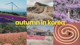 Every flower field I've visited in early Autumn in Korea | October trip | clarissaacindy