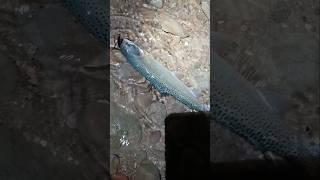 Rapala slays Bonneville cutthroat trout, is it cheating? #fishing #fishingtechniques #troutfishing