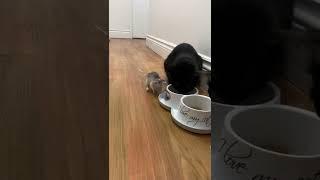 Game over cat 