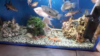 My home fish tank