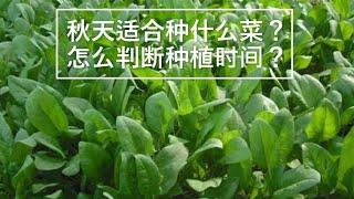 【我的有机小菜园】秋天适合种什么菜？怎么判断种植时间？