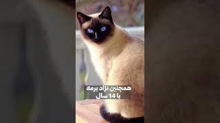 گربه پت خونگی چقدر عمر میکنه؟! فکت و دانستنی #shorts