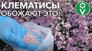 КЛЕМАТИСЫ БУДУТ УСЫПАНЫ ЦВЕТАМИ, если подкормить их так! Подкормки, которые заставят цвести клематис