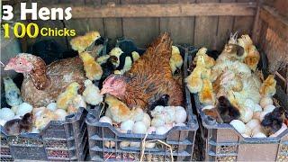 100 Chicks With 3 Beautiful Broody hens - 3 Hens Harvested Eggs to 100 Baby chicks