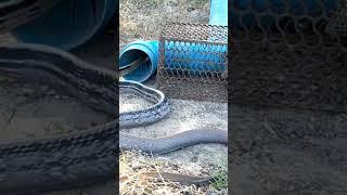Amazing Video Snake Trap/Big Snake Trap #snake #snaketrap #bigsnake #traps #trap #shorts #youtube