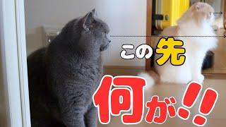 珍しく⁉️仲良しねこに！２匹が同時に見てるのはいったい何でしょうか〜？【ブリティッシュショートヘア・スコティッシュフォールド】